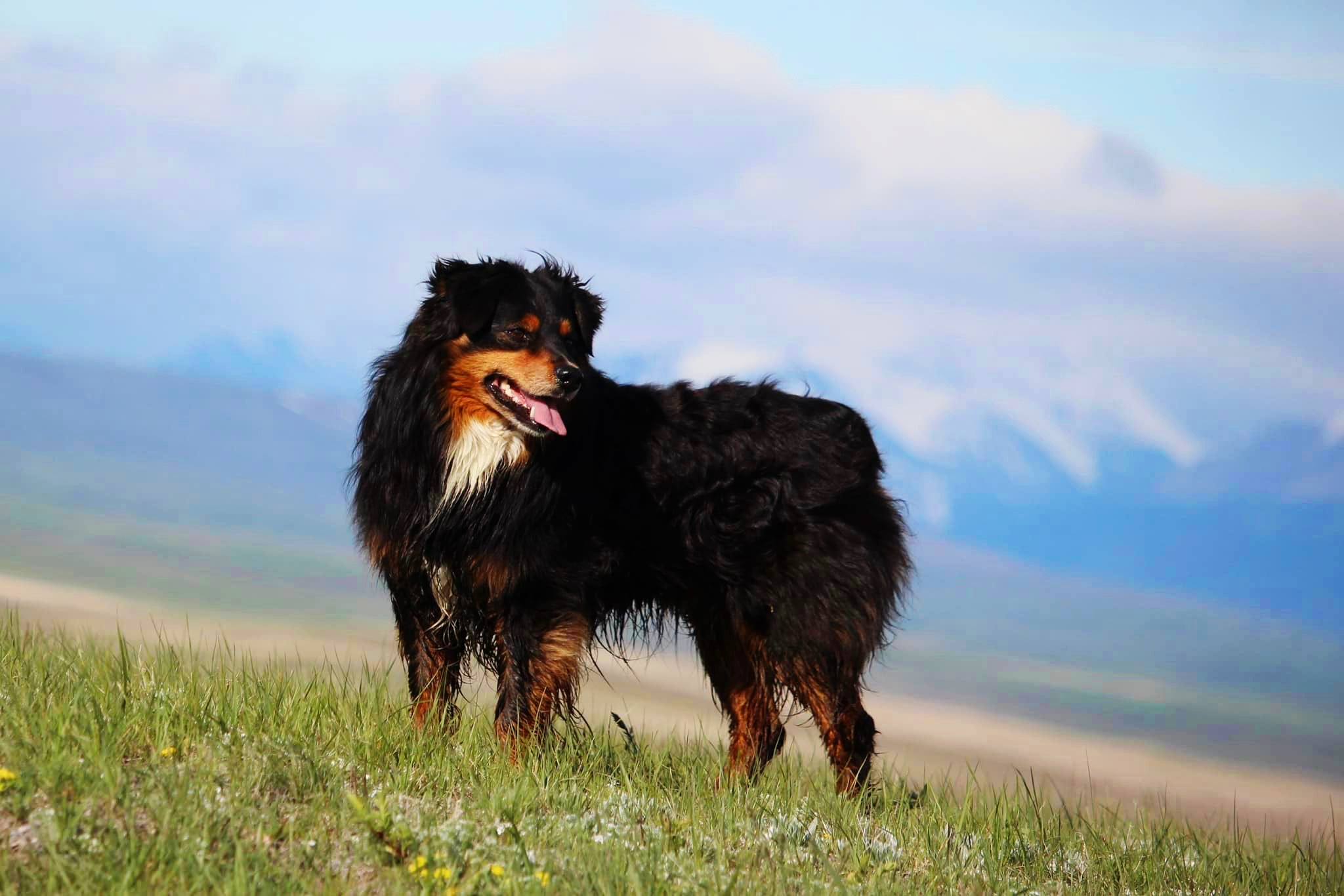 mini american shepherd