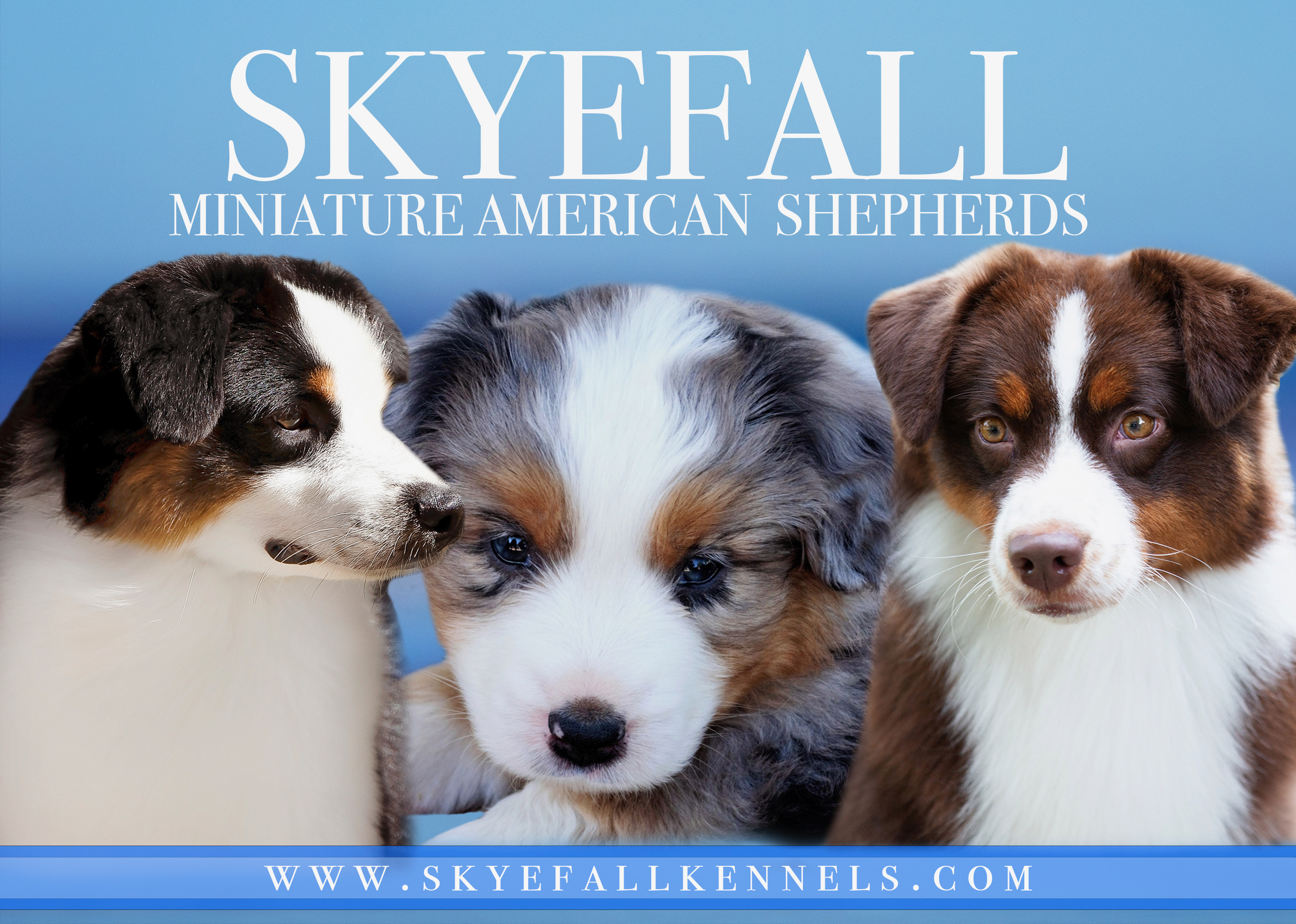 SKYEFALL Miniature American Shepherds