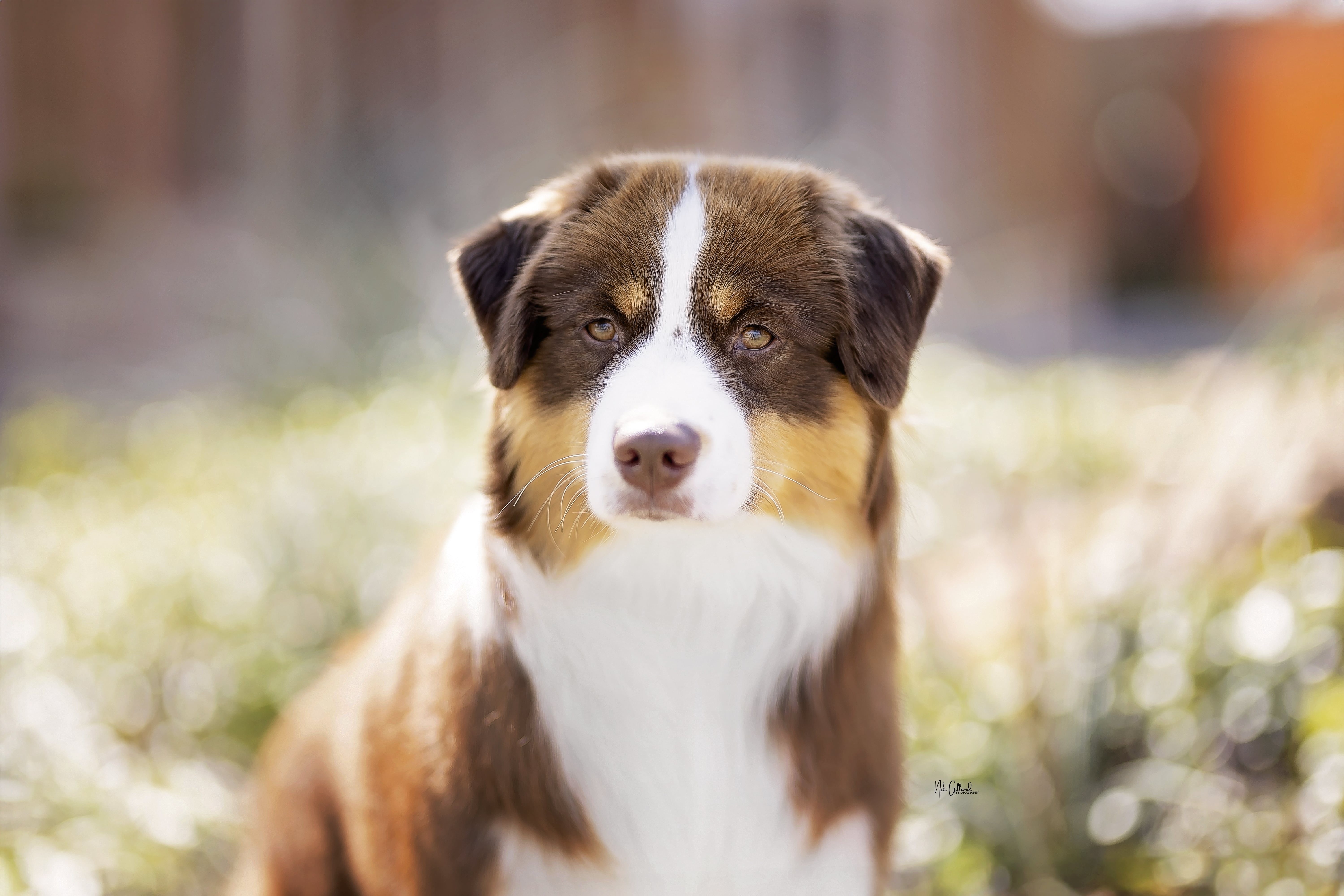 mini american shepherd