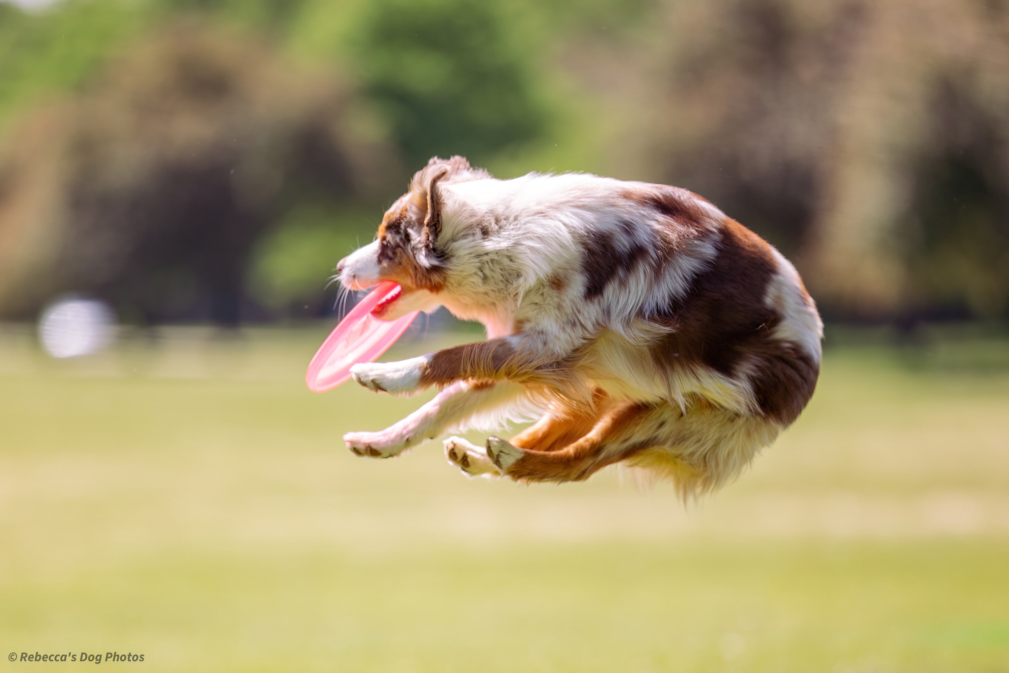 mini american shepherd
