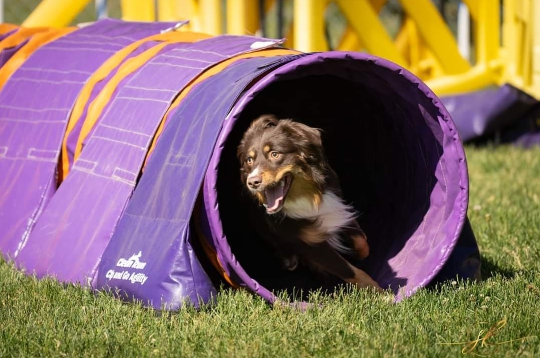 mini american shepherd