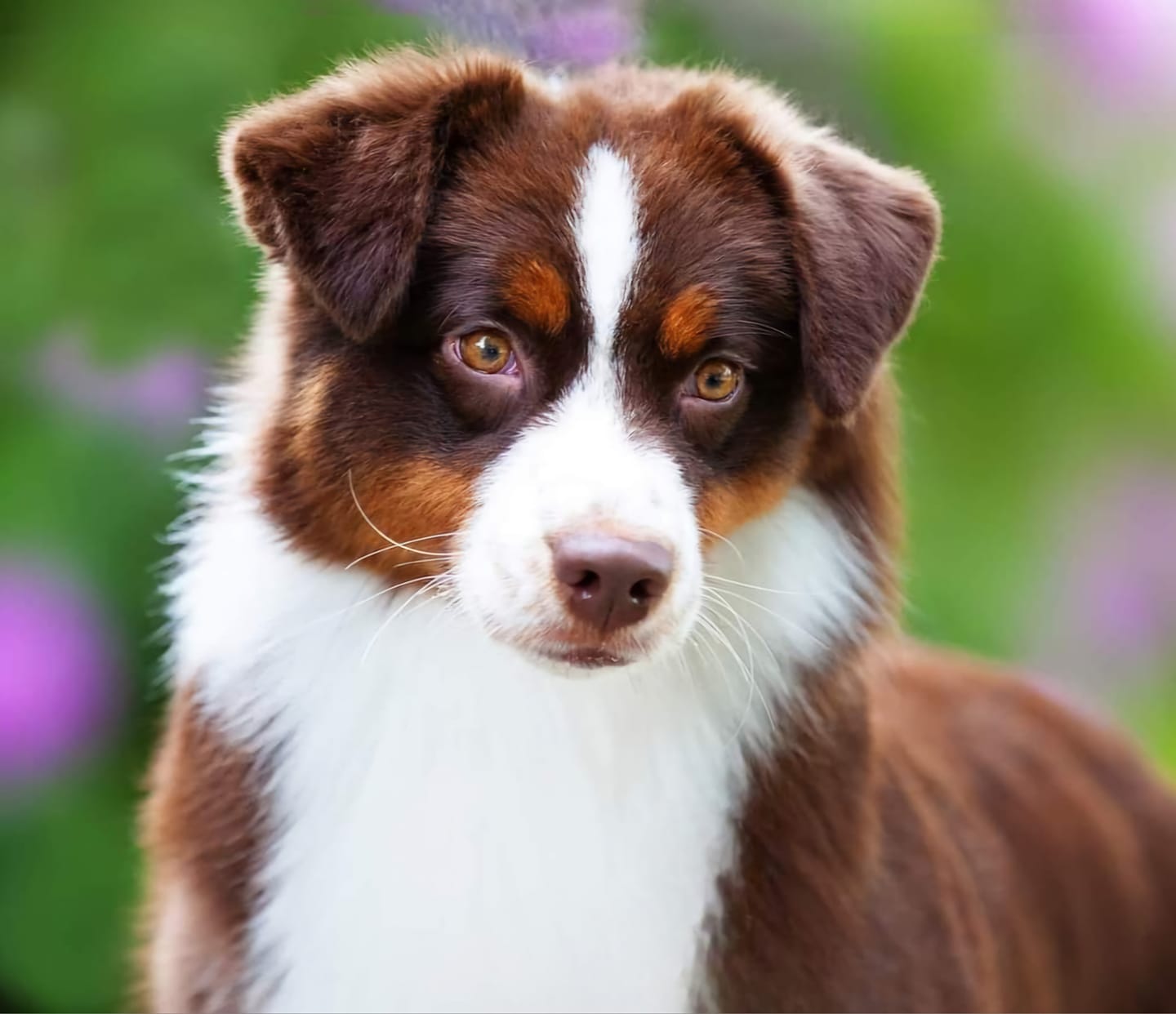 mini american shepherd