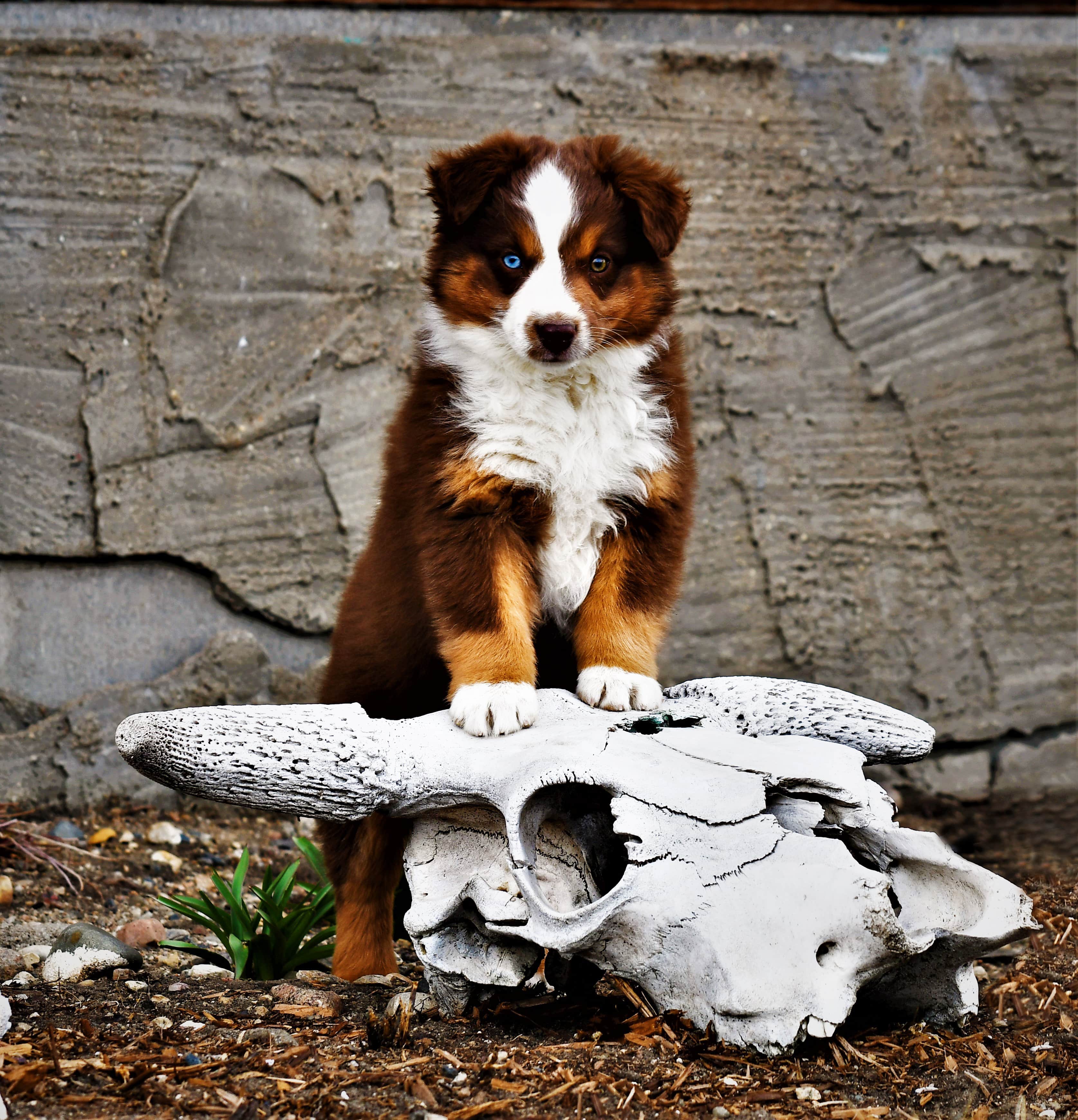 mini american shepherd