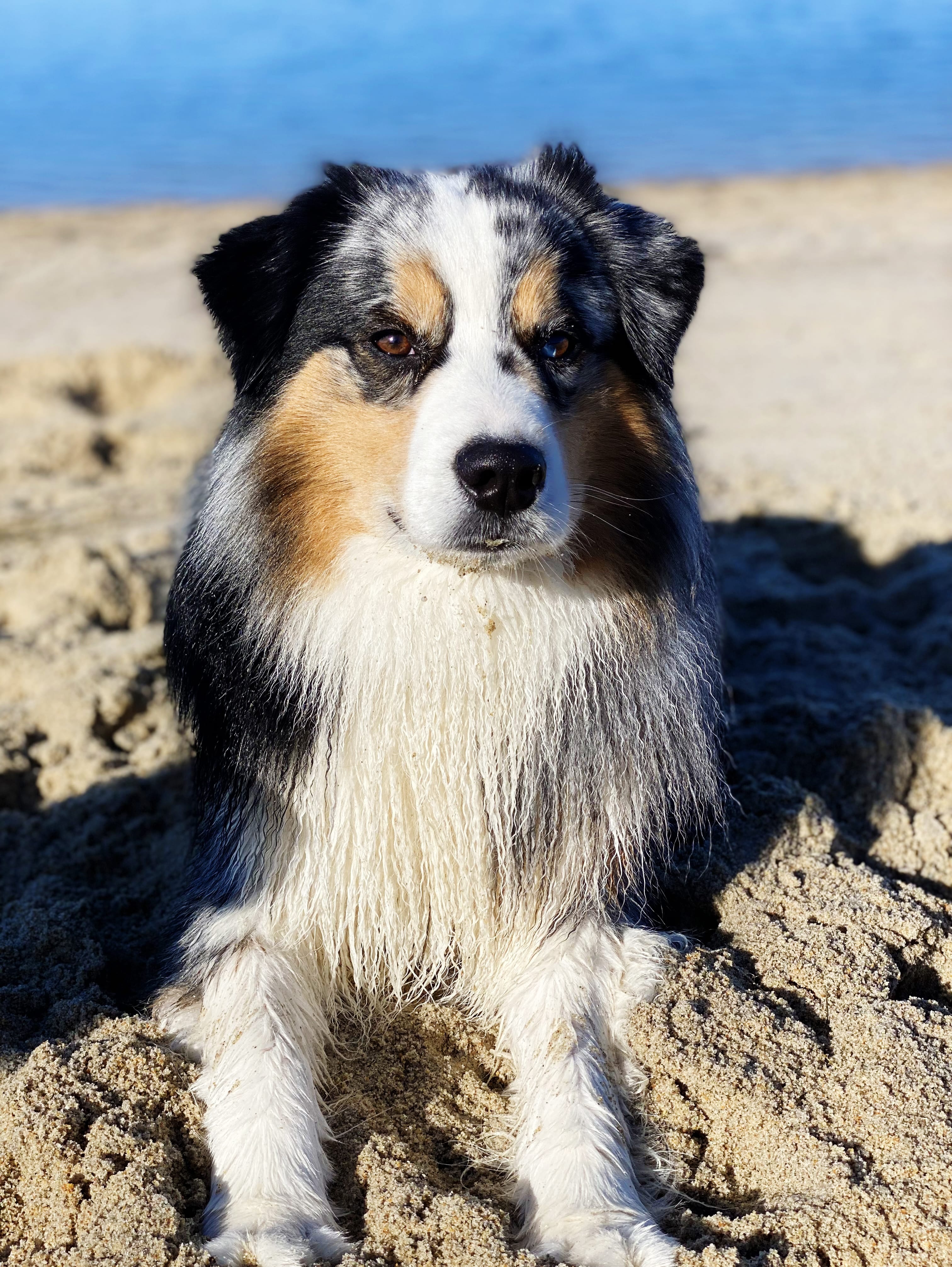 Mini American Shepherd