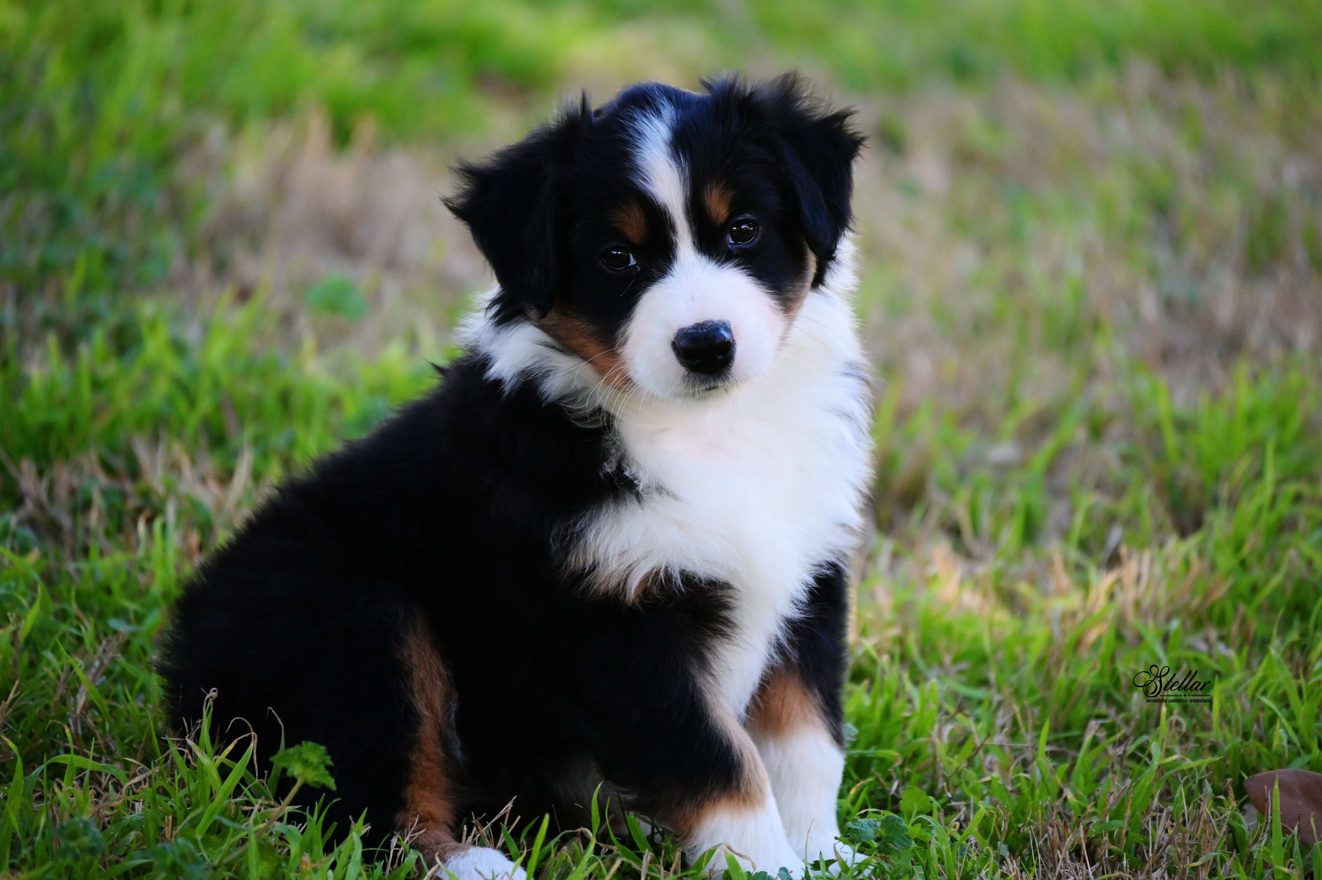 mini american shepherd