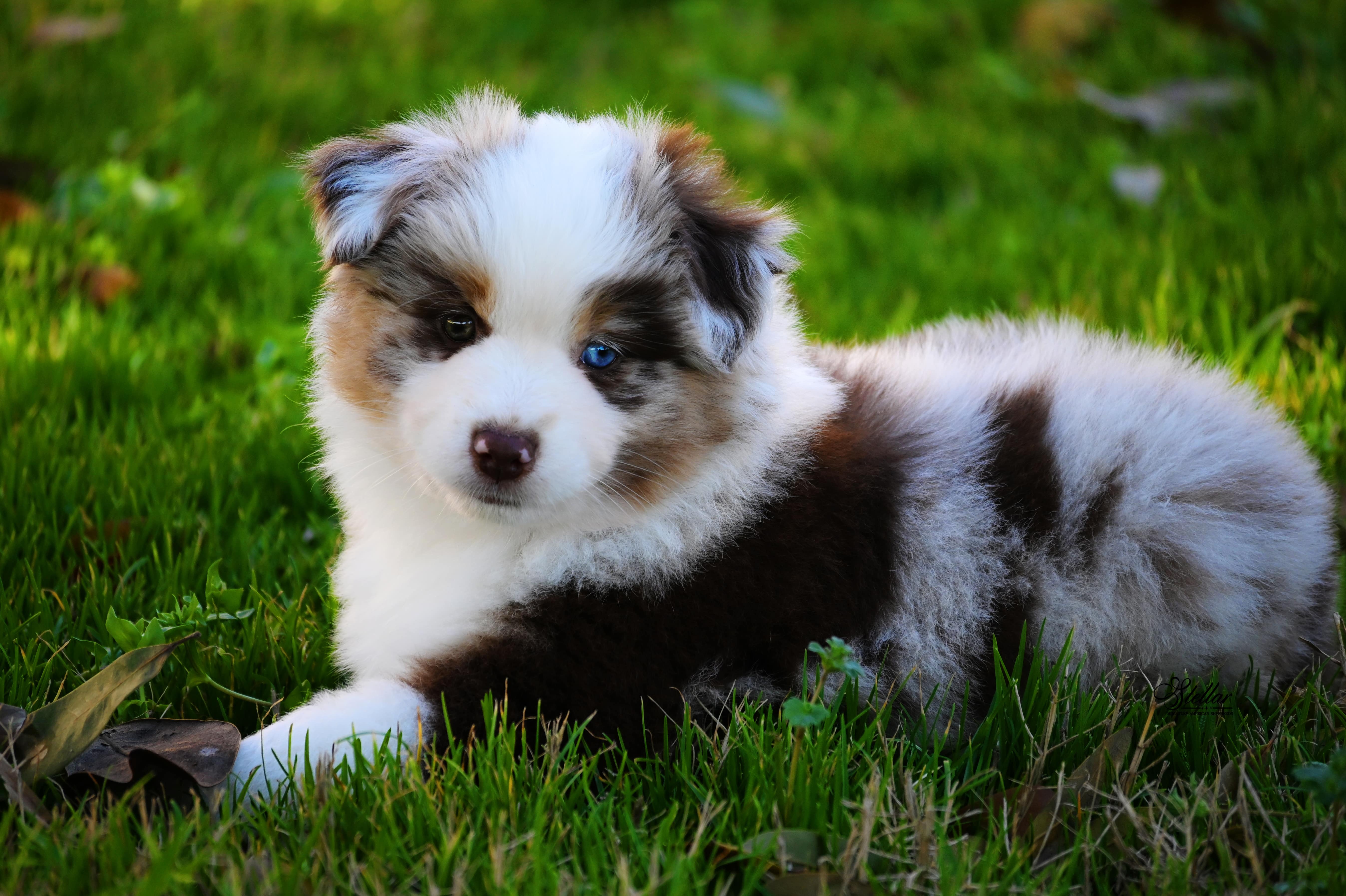 mini american shepherd