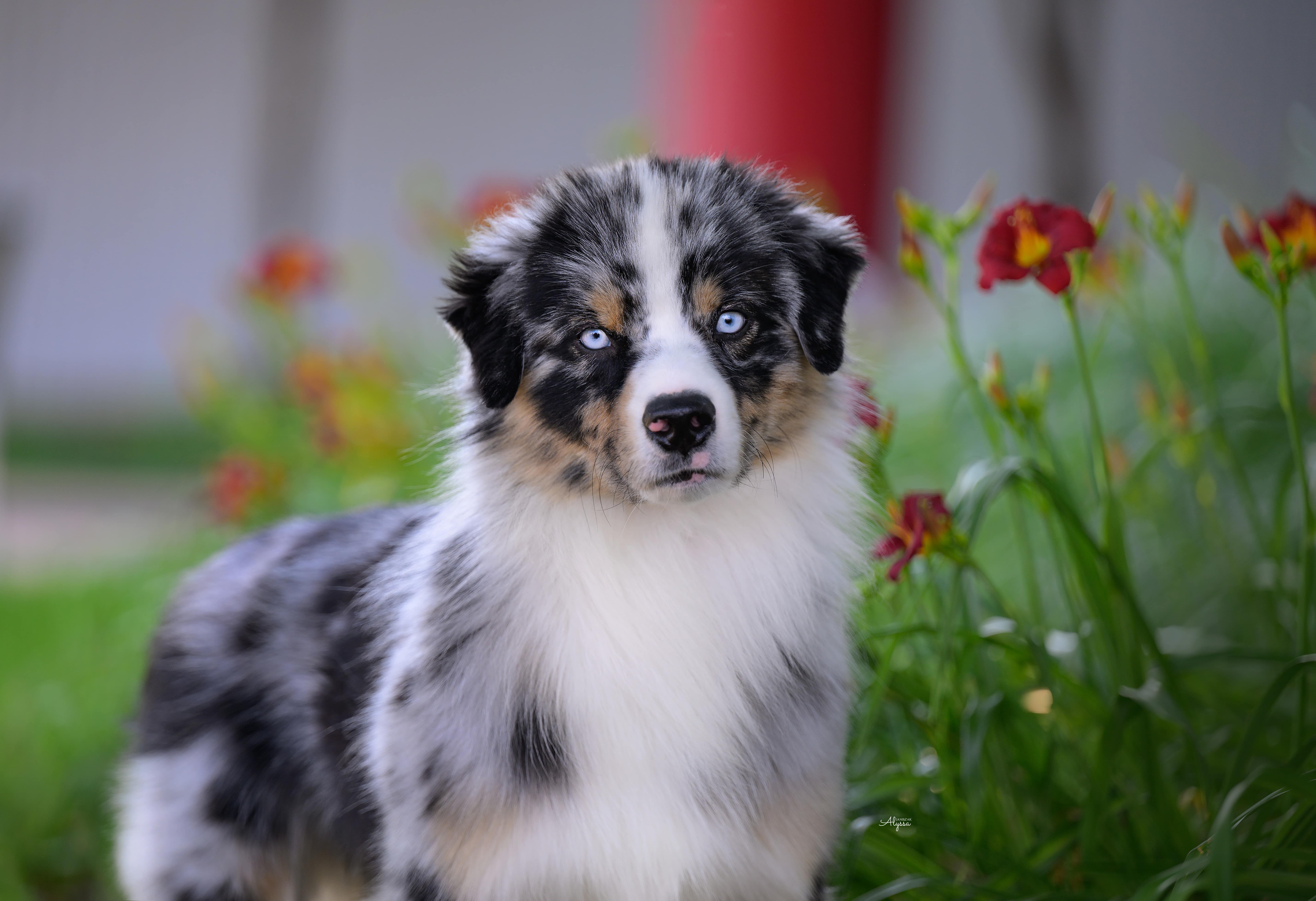 mini american shepherd