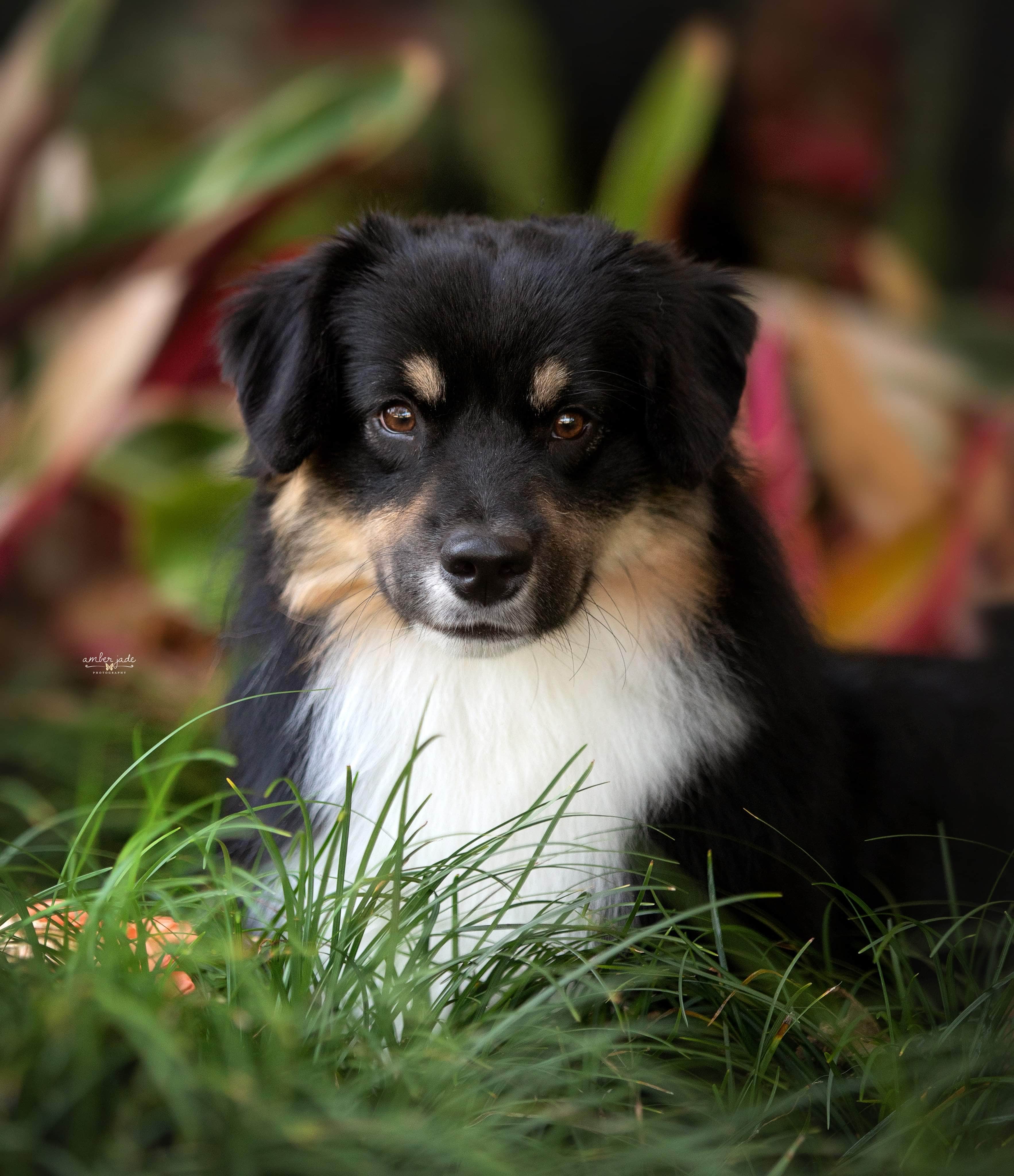 mini american shepherd
