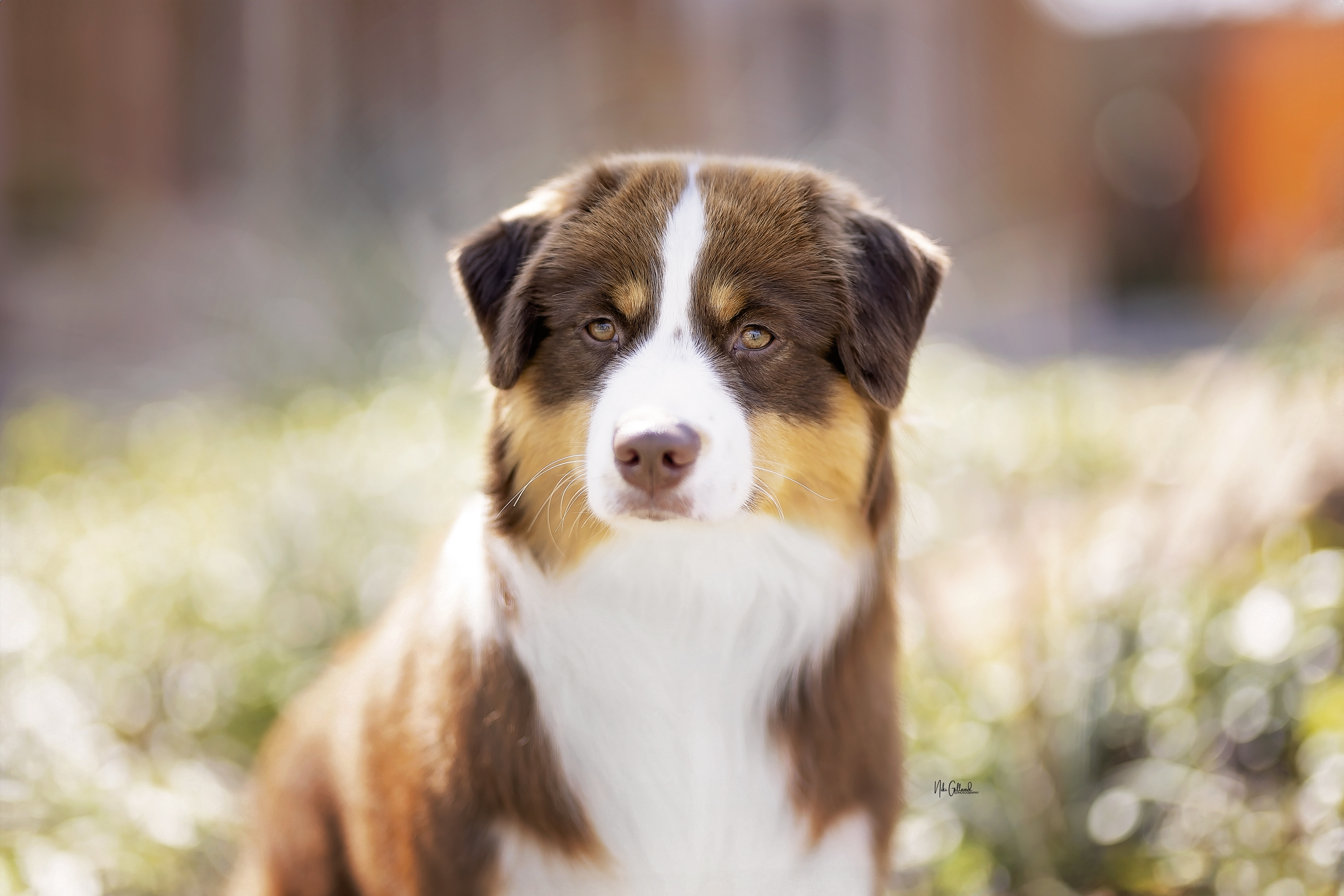 Miniature american shepherd